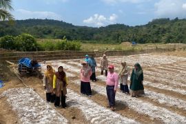 Sawahlunto kembangkan rehabilitasi lahan bekas tambang untuk pertanian