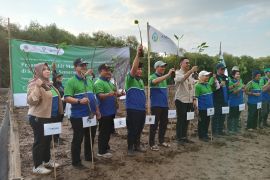 Amdatara menanam ratusan mangrove di Semarang perkuat DAS