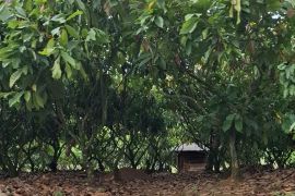 Pengembangan Kawasan Industri Kakao perkuat hilirisasi kakao di Lampung