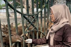 DPKH pastikan kesehatan rusa jawa di Pendopo Tulungagung berangsur pulih