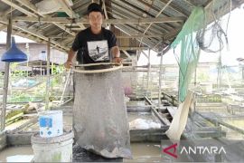 DKP Kaltim salurkan bantuan benih dan pakan kepada 63 Pokdakan