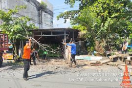 Cuaca ekstrem mengintai, BPBD Pekanbaru imbau warga waspadai pohon tumbang