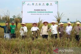 Baznas sukses bimbing petani mustahik panen raya 150 ton padi di Sumut