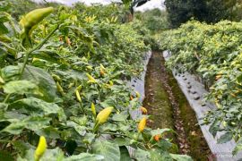 Harga cabai hiyung di Tapin Kalsel Rp58 ribu per kilogram