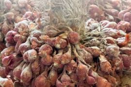 BBRMP Maluku kembangkan benih bawang merah varietas Tajuk di Maluku Tengah