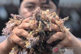 Rumput laut, penggerak ekonomi pesisir Sebatik Barat