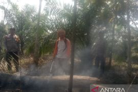BPBD OKU padamkan kebakaran 1,5 hektare lahan sawit di Lubuk Batang