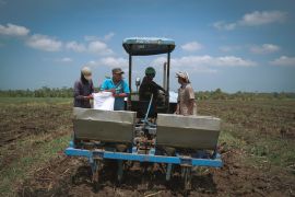 Petani tebu apresiasi program bongkar ratoon Kementan