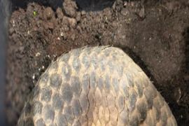 Indonesia targets international network in pangolin smuggling case