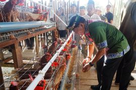 Gubernur Kaltara Panen Telur dari Kandang Ayam Petelur Bantuan Pemprov