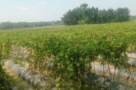Petani Lebak kembangkan sayuran guna hadapi kemarau