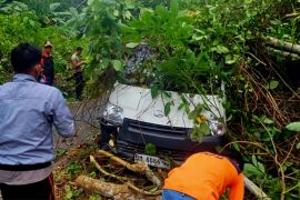 Polres Anambas evakuasi mobil tertimpa pohon tumbang
