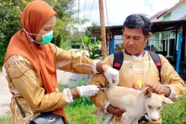 DPKP Kotim gencarkan vaksinasi rabies dengan jemput bola