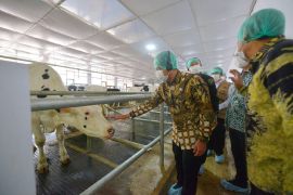 Nestle implementasikan "closed-barn" dan arahkan 90 sapi untuk koperasi di Jatim