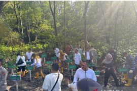 Pemprov Kaltim tanam 12.000 bibit mangrove di Pantau Lamaru Balikpapan