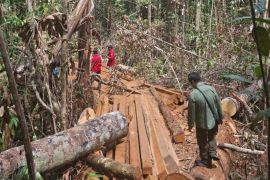 Kemenhut perkuat pengamanan kawasan hutan eks PBPH di 4 provinsi