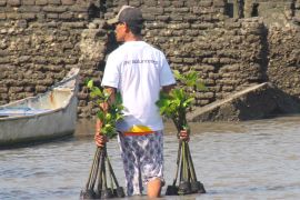 Hari Mangrove Sedunia Jadi Momentum BNI Perkuat Komitmen Pelestarian Lingkungan dan Ekonomi Pesisir