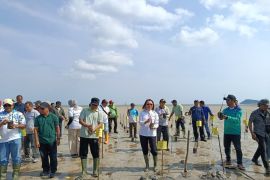 DLH Belitung tanam 1.000 batang mangrove di Pantai Batu