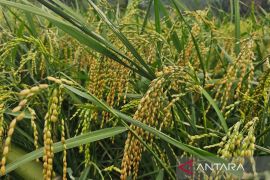 Mendongkrak produksi padi di Natuna