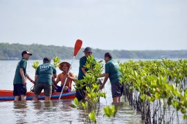 Hari Mangrove Sedunia, Bank BSN Monitoring 1.150 Bibit Mangrove di Bali