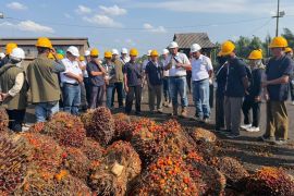 RPN dan BPDP kolaborasi meningkatkan kualitas TBS sawit petani