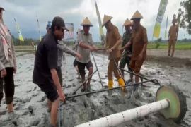 Parimo masifkan implementasi PM-AAS tingkatkan produktivitas padi