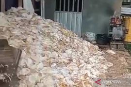 Pemadaman listrik akibatkan 5.000 ekor ayam mati di Aluan Sumur HST