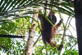 Polsek Banua Lawas bersama BKSDA pantau orangutan masuk ke lahan warga