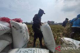 Pemkab Sumedang siapkan cadangan pangan bagi petani terdampak kekeringan