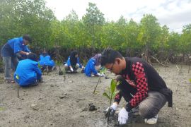 Peringati hari mangrove sedunia, honda Sulteng peduli: gelar aksi tanam mangrove dan bersihkan pesisir pantai