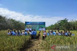 Kementan prioritaskan Barito Kuala untuk pengembangan PM-AAS