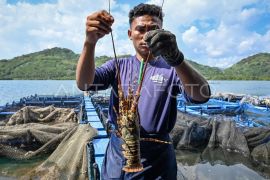 KKP: Budi daya lobster di Batam diperkirakan panen lagi pada September