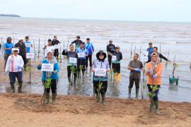 Pemprov Kepri tanam 1.000 bibit pohon mangrove di pesisir Pantai Pulau Dompak