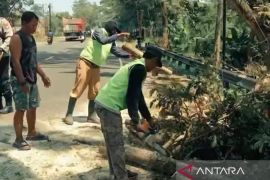 DLH Kabupaten Cianjur gencarkan pemangkasan pohon di jalur utama