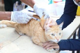 DKP Kota Tangerang gelar vaksinasi rabies gratis