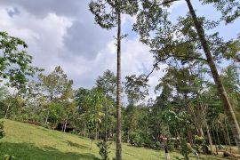 BRMP sebut bantuan bibit durian sasar dua daerah di Lampung