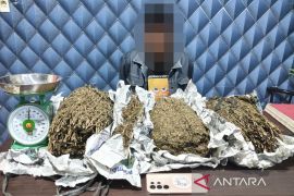 Polda Metro Jaya gagalkan distribusi 3,4 kilogram ganja di Tangerang