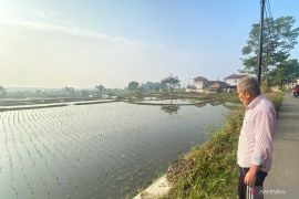 Petani Garut tetap tanam padi manfaatkan irigasi di tengah kemarau
