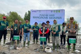 Perkuat upaya pelestarian Mangrove di Kepulauan Meranti, RAPP dukung gerakan nasional Hari Mangrove Sedunia 2026