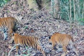 Kemenhut laporkan 2 anak harimau sumatra dalam kondisi baik di Kerinci