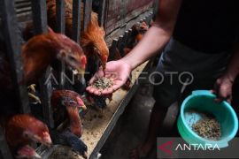 DPKH Kaltim jamin mutu pakan ayam dukung  hilirisasi terintegrasi