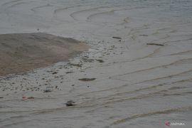 Buaya muara Sungai Palu jadi perhatian warga