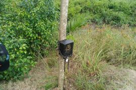 Tindaklanjuti kemunculan harimau di Inhil, BB KSDA Riau pasang kamera trap