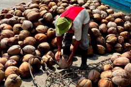 DKPP: Bibit kelapa dalam asal Natuna berkualitas unggul