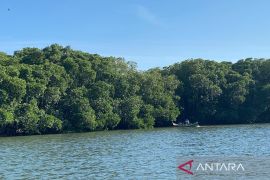 Mangrove, benteng dan penopang hidup di pesisir Kuri Caddi