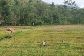 Belasan hektare sawah di Tulungagung terdampak kekeringan