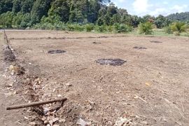 Kemarau panjang, 386 hektare lahan sawah di Aceh Jaya alami kekeringan