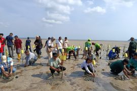 Wabup Belitung ajak masyarakat ikut lestarikan hutan bakau