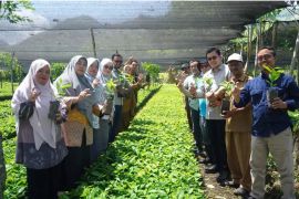Sebelum didistribusikan, ini tahapan bibit Kopi Arabika 3 di Aceh Tengah