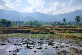 Pemkab Agam usulkan 180 hektarerehabilitasi sawah terdampak bencana